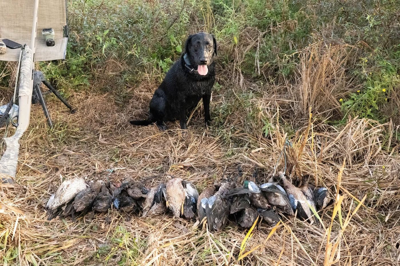 Black lab sitting beside a line of ducks in the grass