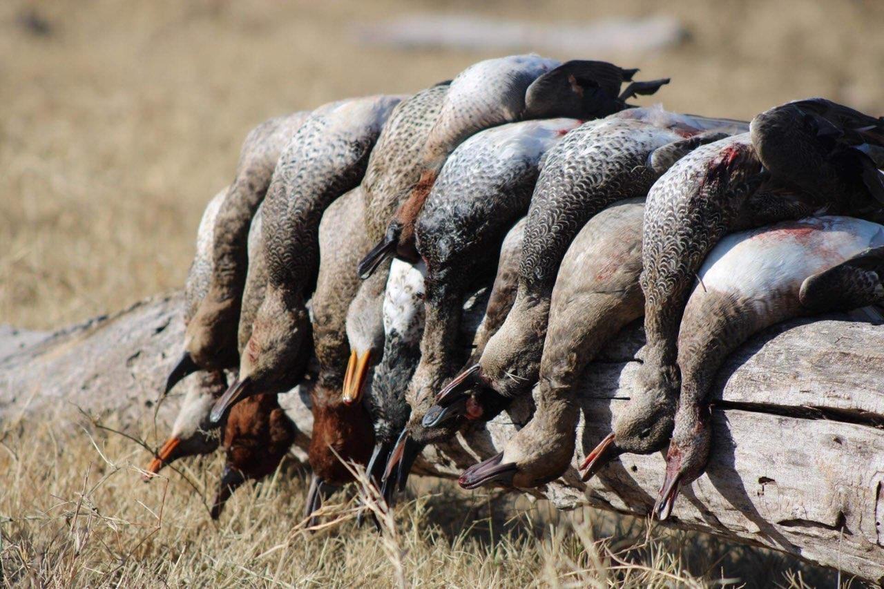 Strap of Texas ducks laid out along a log after a morning hunt