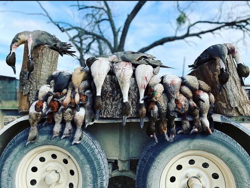 Ducks hung across a trailer rack under a bare tree in Central Texas